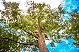 Best Leaf Removal  in Olivet, NJ